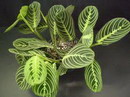 Prayer plant